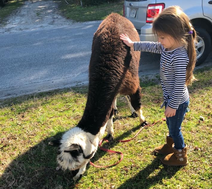 A young girl touching a Llama that is eating grass on their school yards at a Preschool & Daycare Serving Hampton Roads, VA